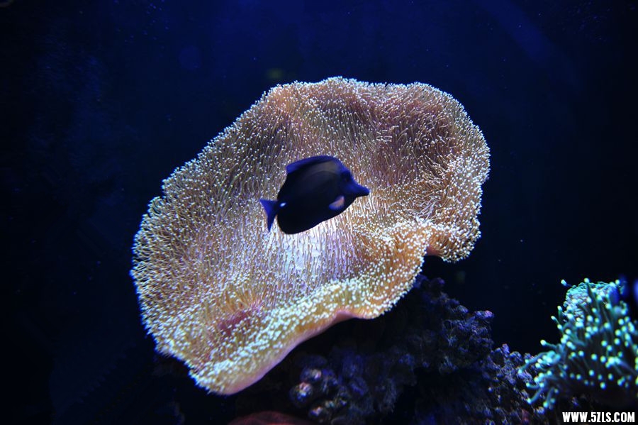 1SC_0263__.jpg