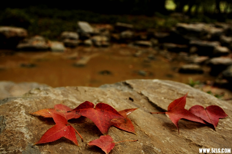 _MG_7369_.jpg