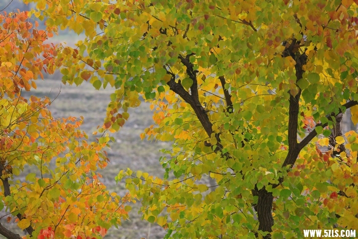 093130lzqp1vyzxzmx27q6.JPG