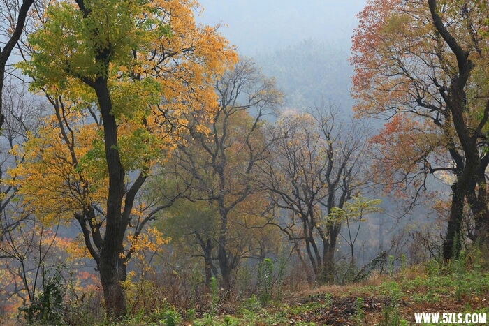 190147pgyyzafkb6gyn33m.JPG
