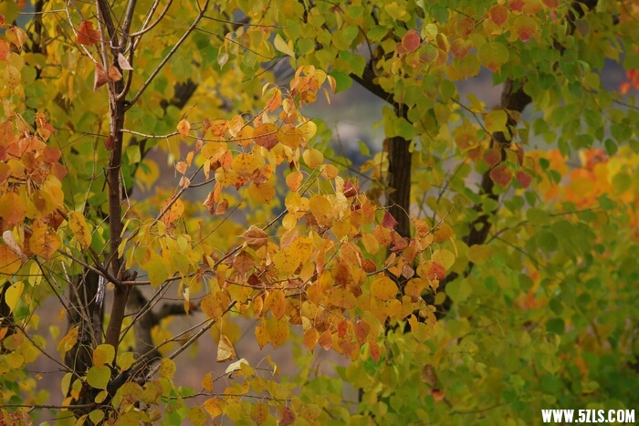 215058qh5fmu5k6cg65145.JPG
