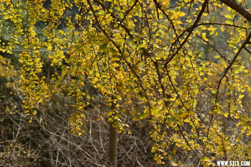 OCO_7273_С.jpg