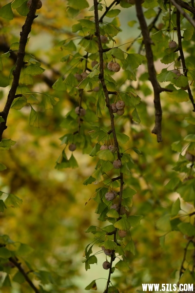 OCO_7454 (2)_С.JPG