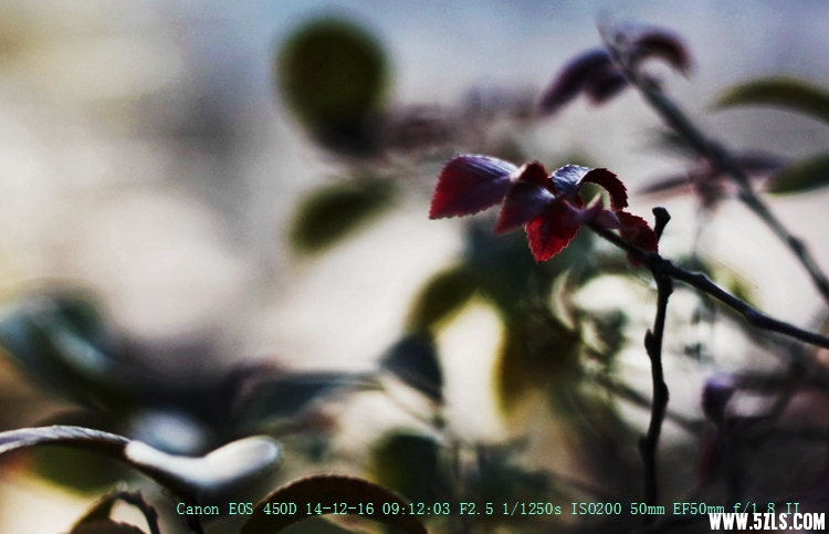 Canon EOS 450D16.jpg