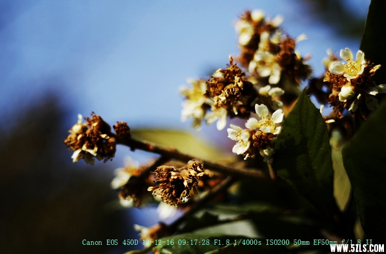 Canon EOS 450D18.jpg