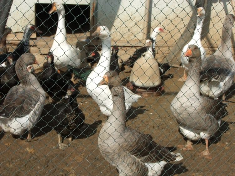 DSCF3098.JPG