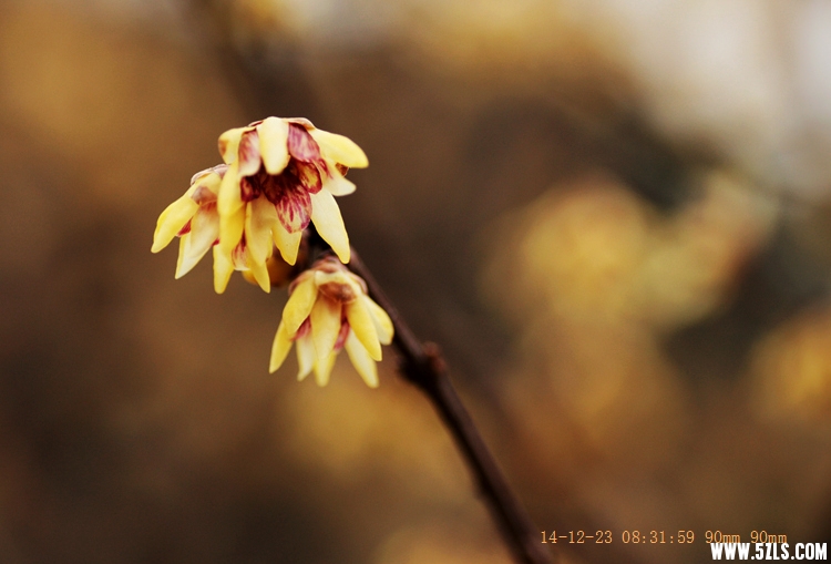 Canon EOS 5D Mark II08.jpg