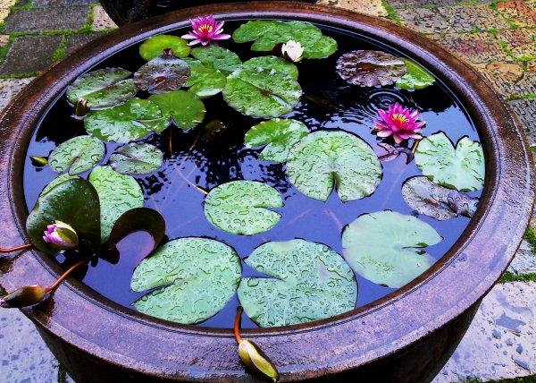 莲花.jpg