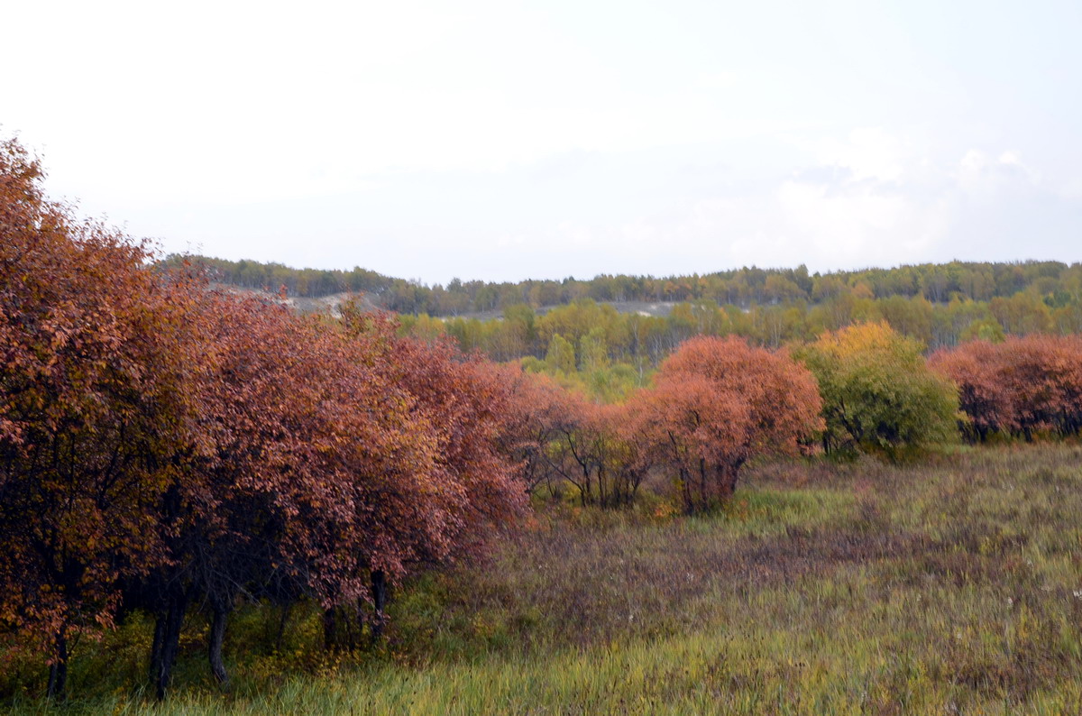 _dsc2155.jpg