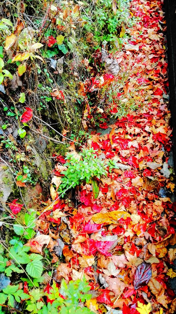 img_20151018_103118.jpg