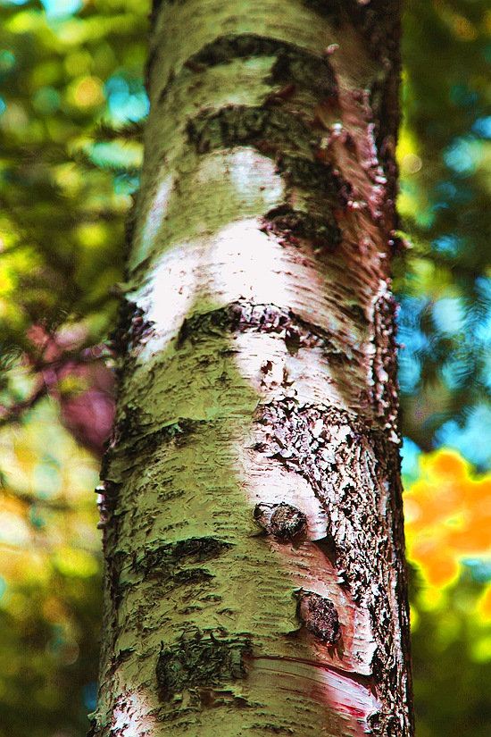 img_6594.jpg