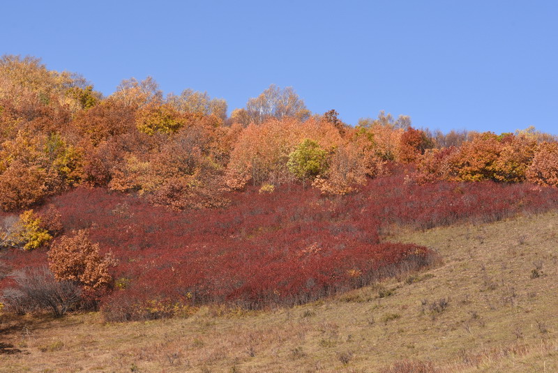 dsc_1065.jpg