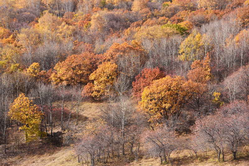 dsc_1077.jpg