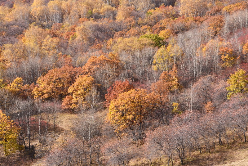 dsc_1098.jpg