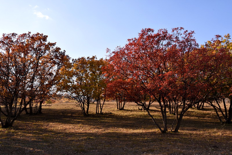 dsc_1227.jpg