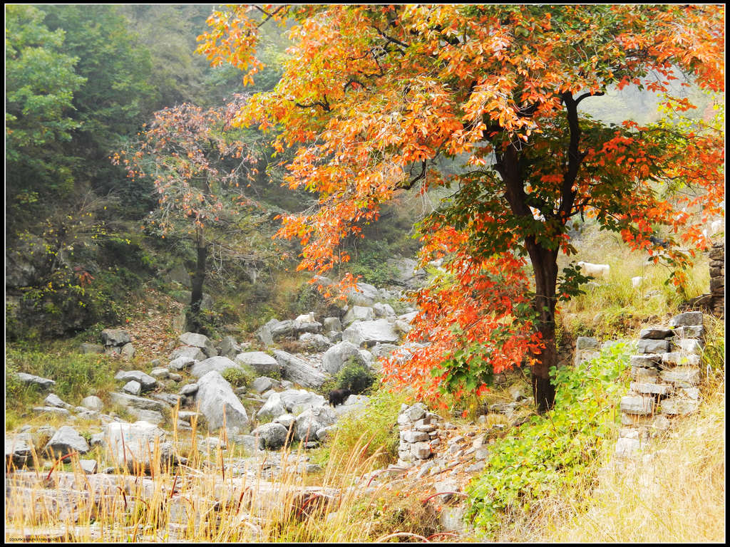 dscn0226 - 副本 - 副本 - 副本 - 副本 - 副本.jpg