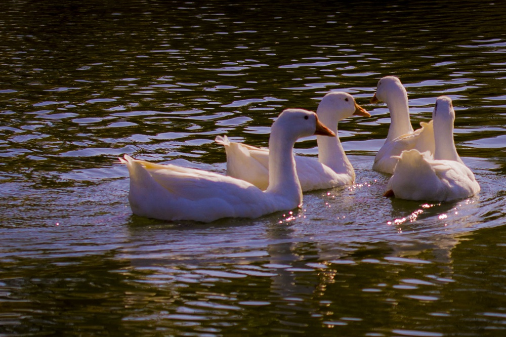 dsc_4591a.jpg
