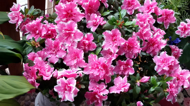 ʢʱĶž黨002.jpg