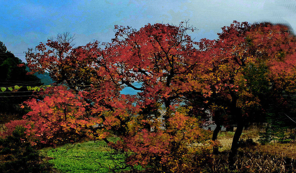 dscf2275.jpg
