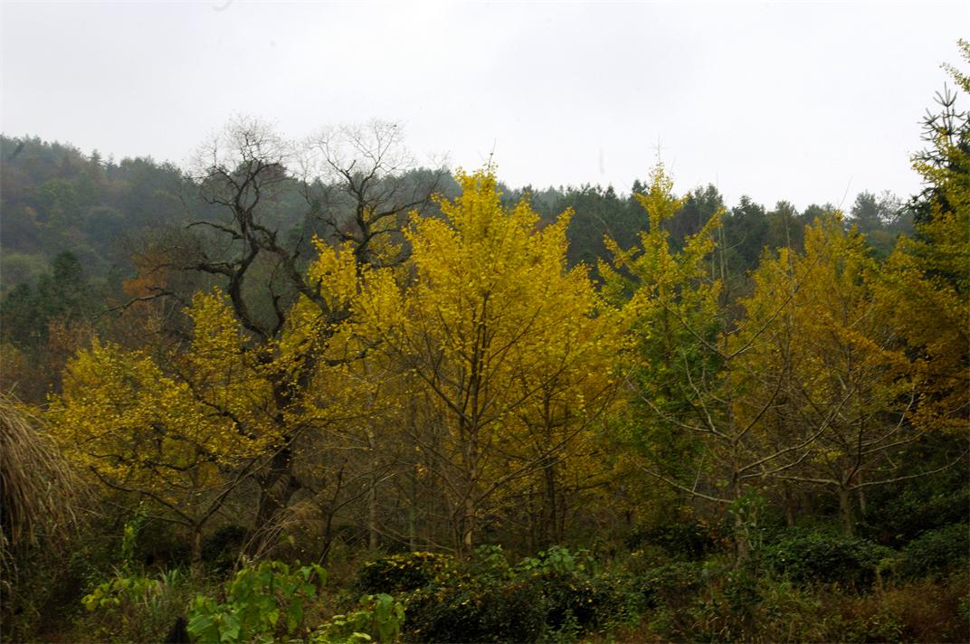 _igp3190.jpg