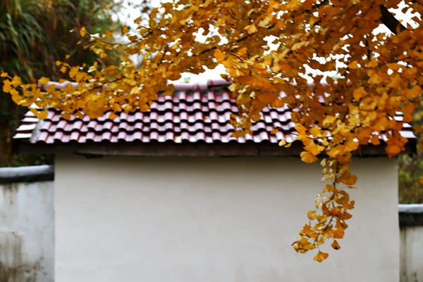 img_8897__.jpg