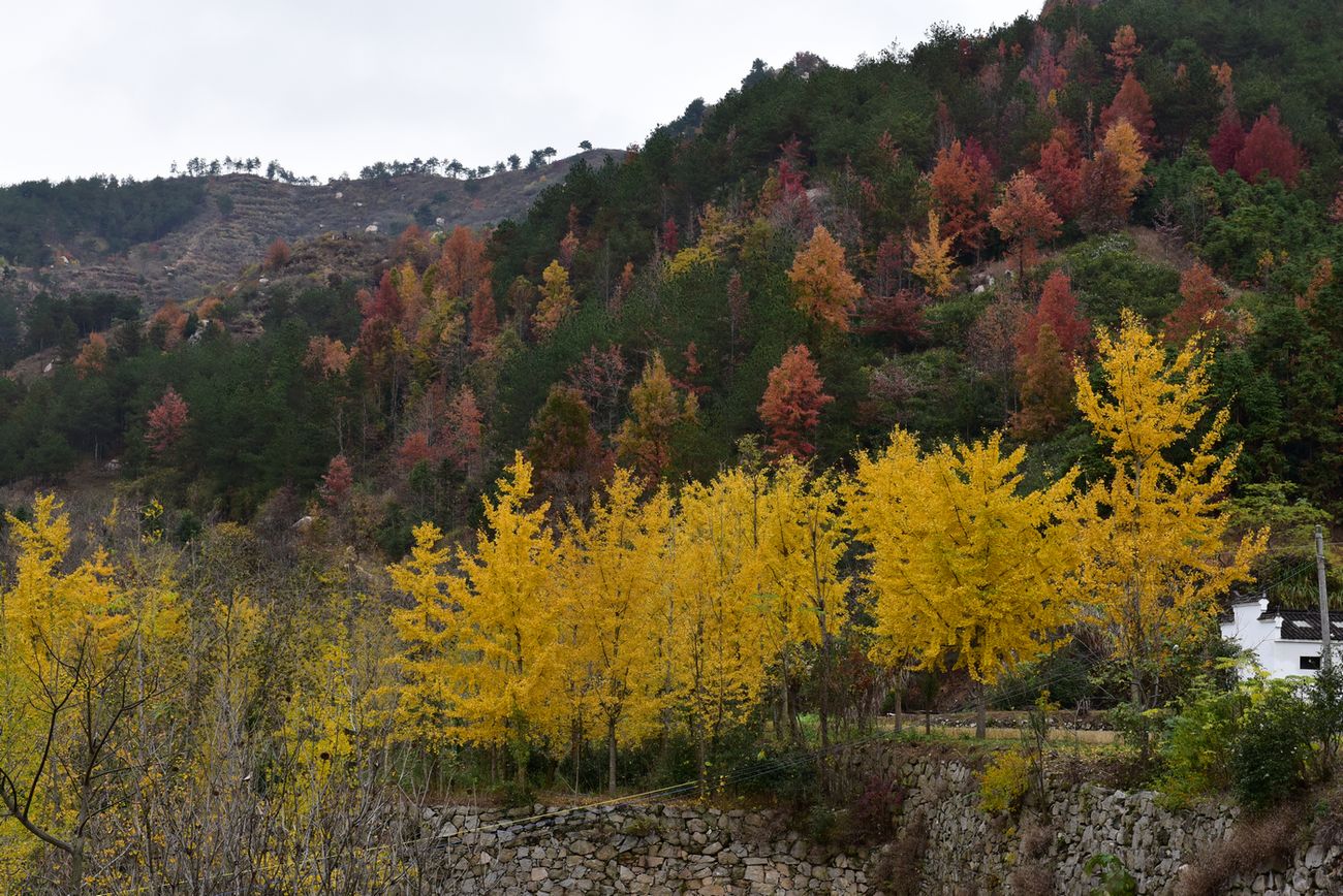 dsc_1951.jpg