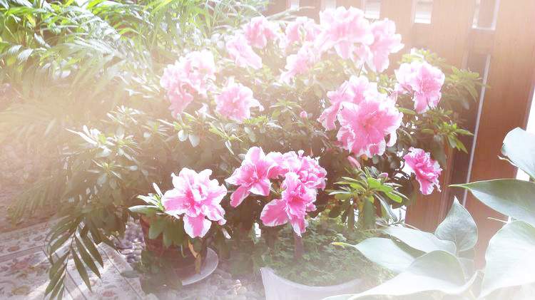阳光下的杜鹃花1.jpg