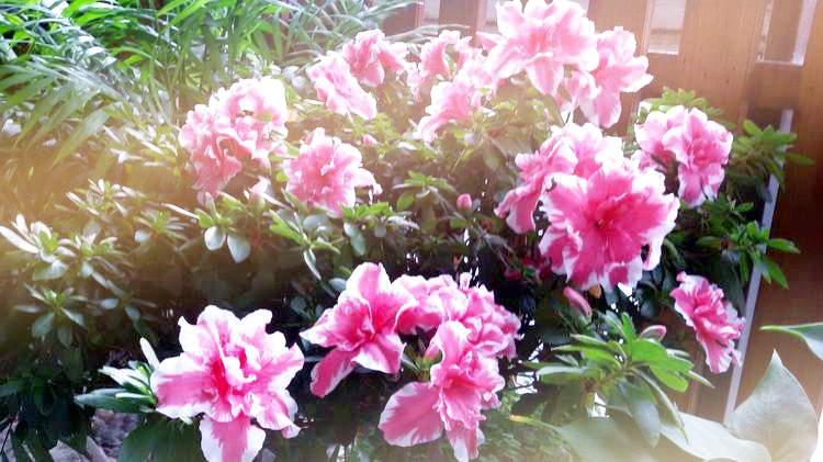 阳光下的杜鹃花2.jpg