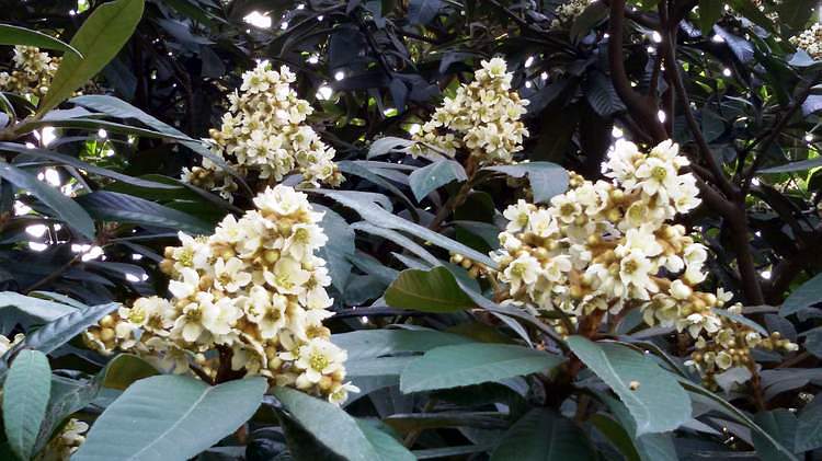 枇杷花002.jpg