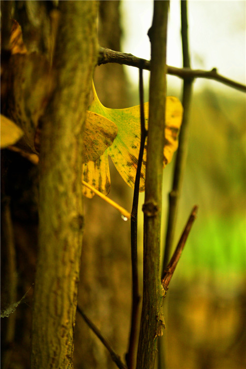 dsc_0333_.jpg