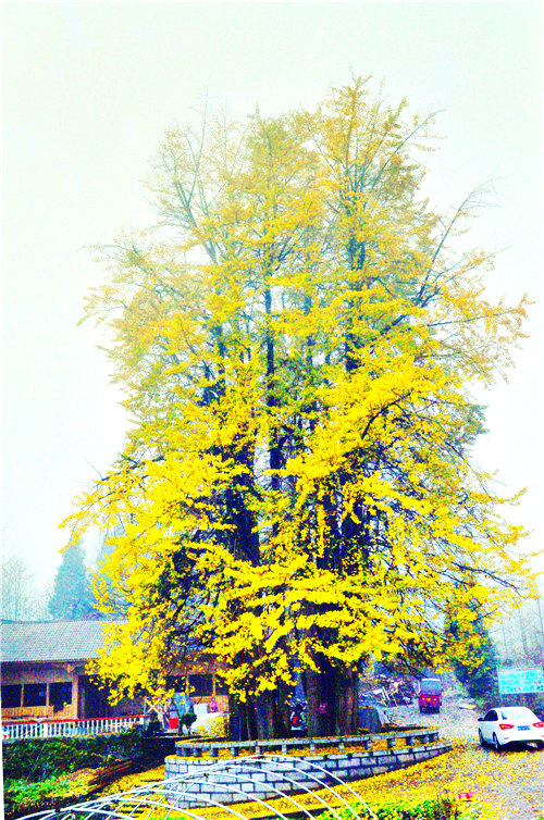 dsc_0223__.jpg