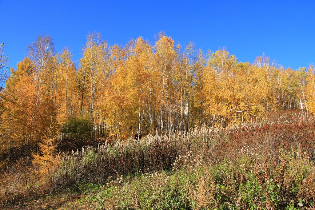 z3f_1296.jpg