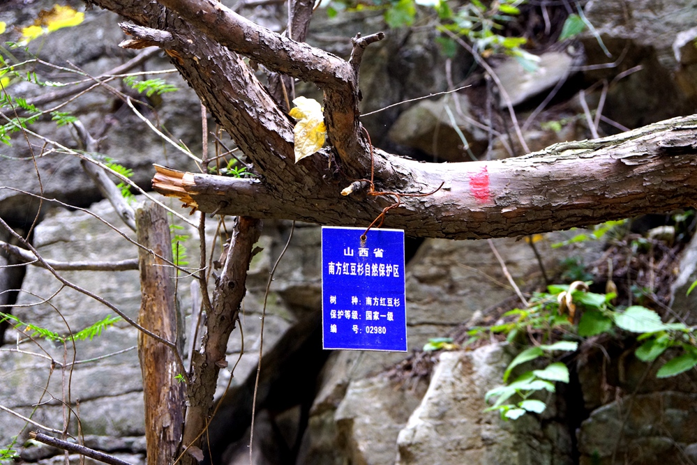 红豆杉峡谷31.jpg