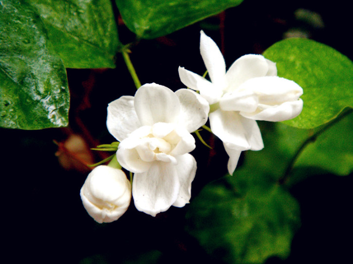 窗台上的茉莉花.jpg