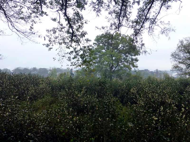 p1290722.jpg