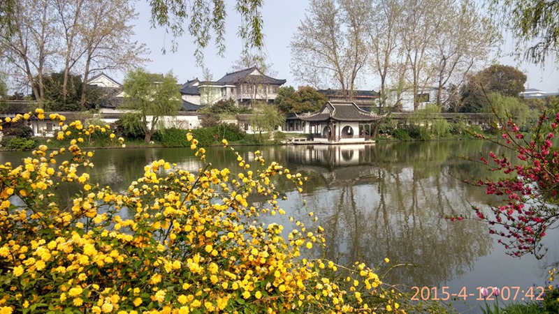 瘦西湖的花黄柳绿.jpg