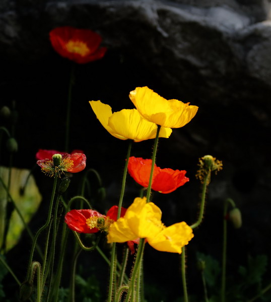 _mg_6798_缩小大小.jpg