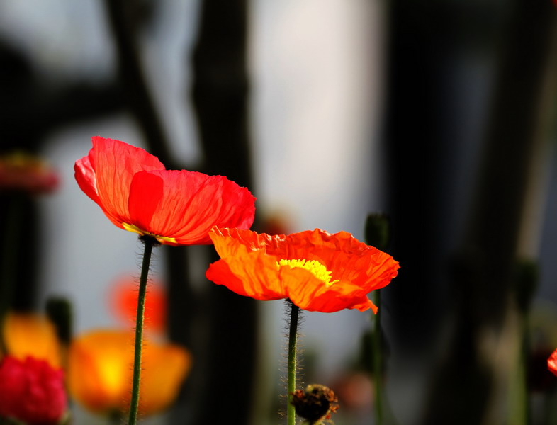 _mg_6802_缩小大小.jpg