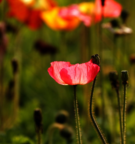 _mg_6800_缩小大小.jpg