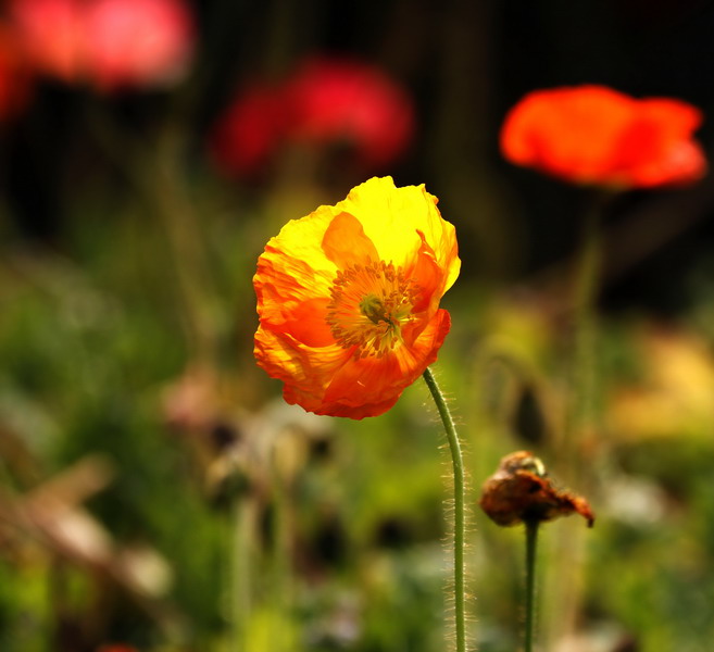 _mg_6811_缩小大小.jpg