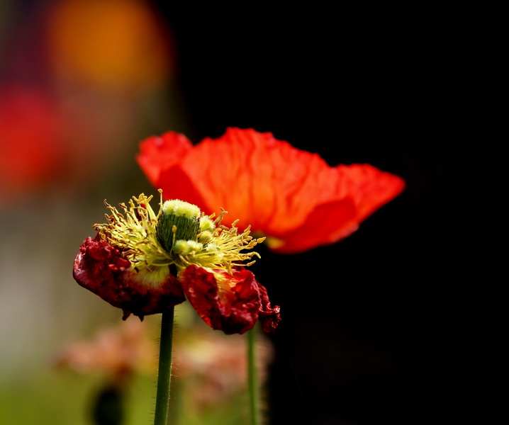 _mg_6814_缩小大小.jpg