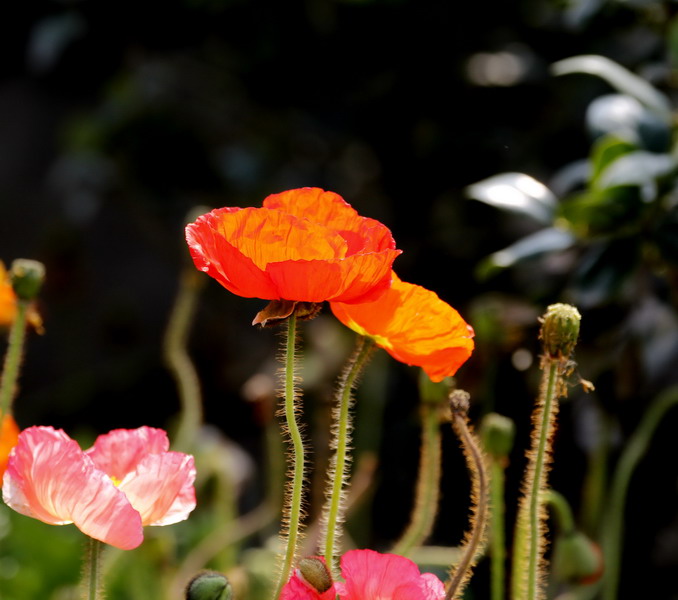 _mg_6815_缩小大小.jpg