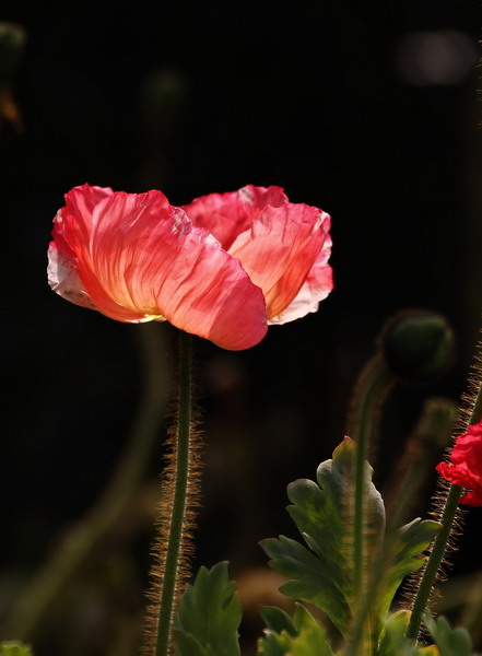 _mg_6816_缩小大小.jpg