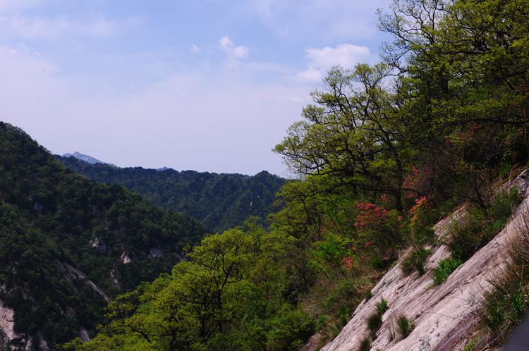 2015罗田安微天堂寨英山杜鹃 020_副本.jpg