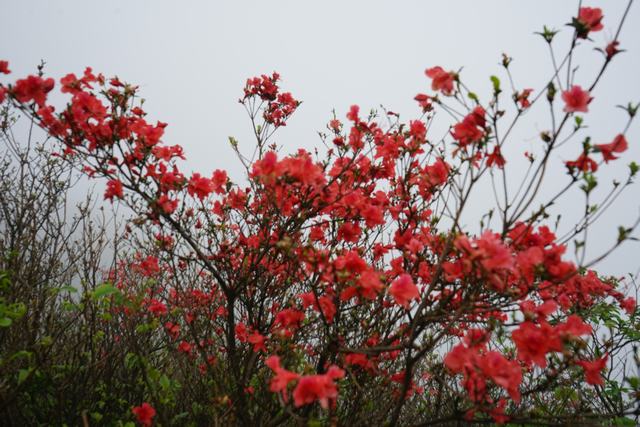 dsc09729.jpg