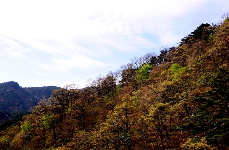 2015罗田安微天堂寨英山杜鹃 180_副本.jpg