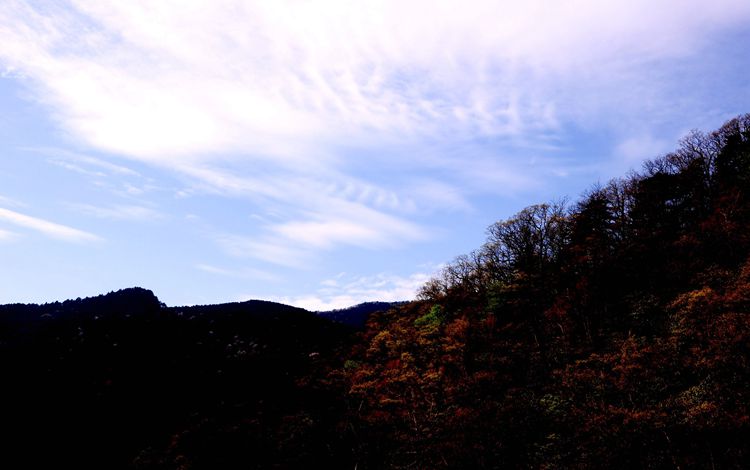 2015罗田安微天堂寨英山杜鹃 177_副本.jpg