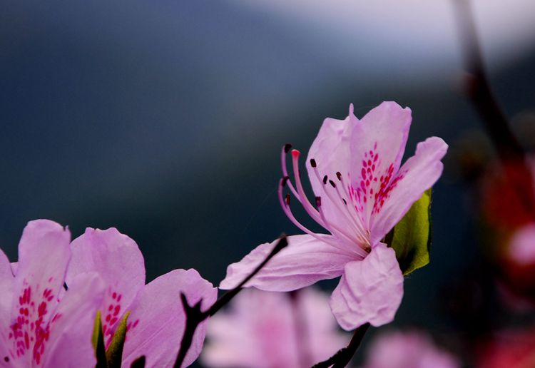 2015罗田安微天堂寨英山杜鹃 368_副本.jpg