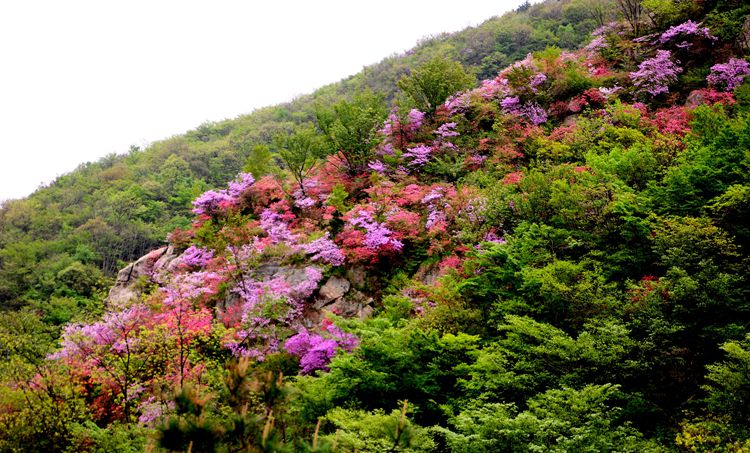 2015罗田安微天堂寨英山杜鹃 377_副本.jpg