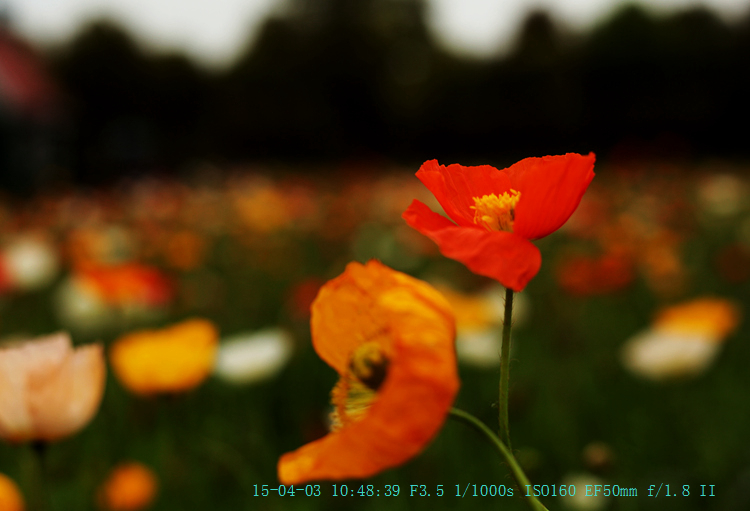 img_7993_副本.jpg